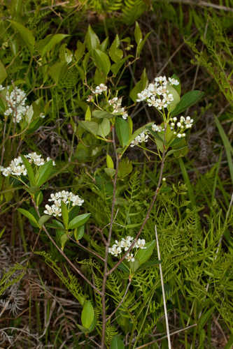 Photinia melanocarpa #6